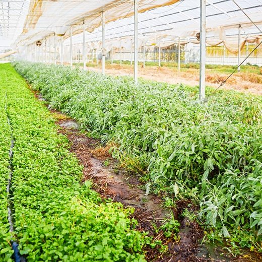 にほんもの外伝