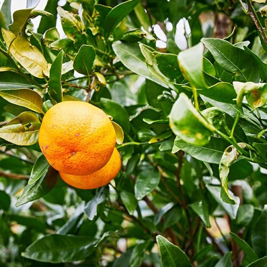 にほんもの外伝