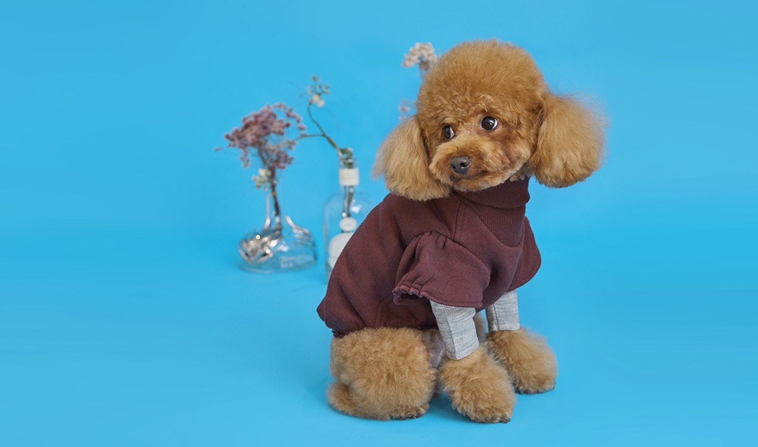 愛犬に着せたい♡オートクチュールウェア「SiDBE」がデビュー