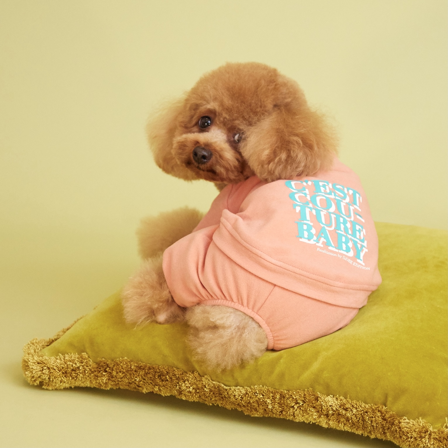 愛犬サンプル写真 愛犬と地球にとことん優しいオートクチュールウェア「SiDBE