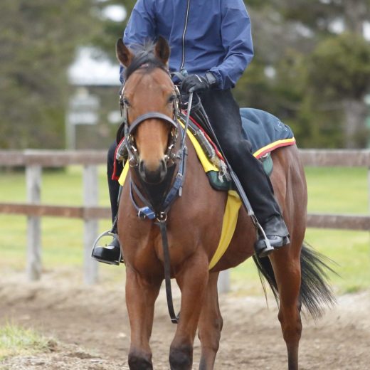 育成に励む社台ファームは馬400頭が暮らす「学校」だった