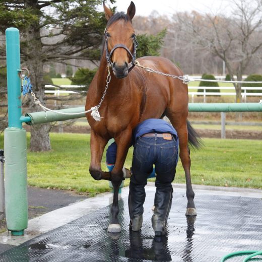 社台ファームで暮らすゲーテ号は優等生なお坊ちゃん!?