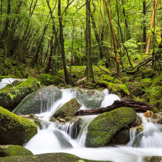 パワースポット屋久島の自然に抱かれる、癒やしの旅へ