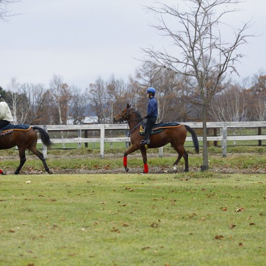 最上級の環境で育つ"良血馬"ゲーテ号の値段とはいかに?