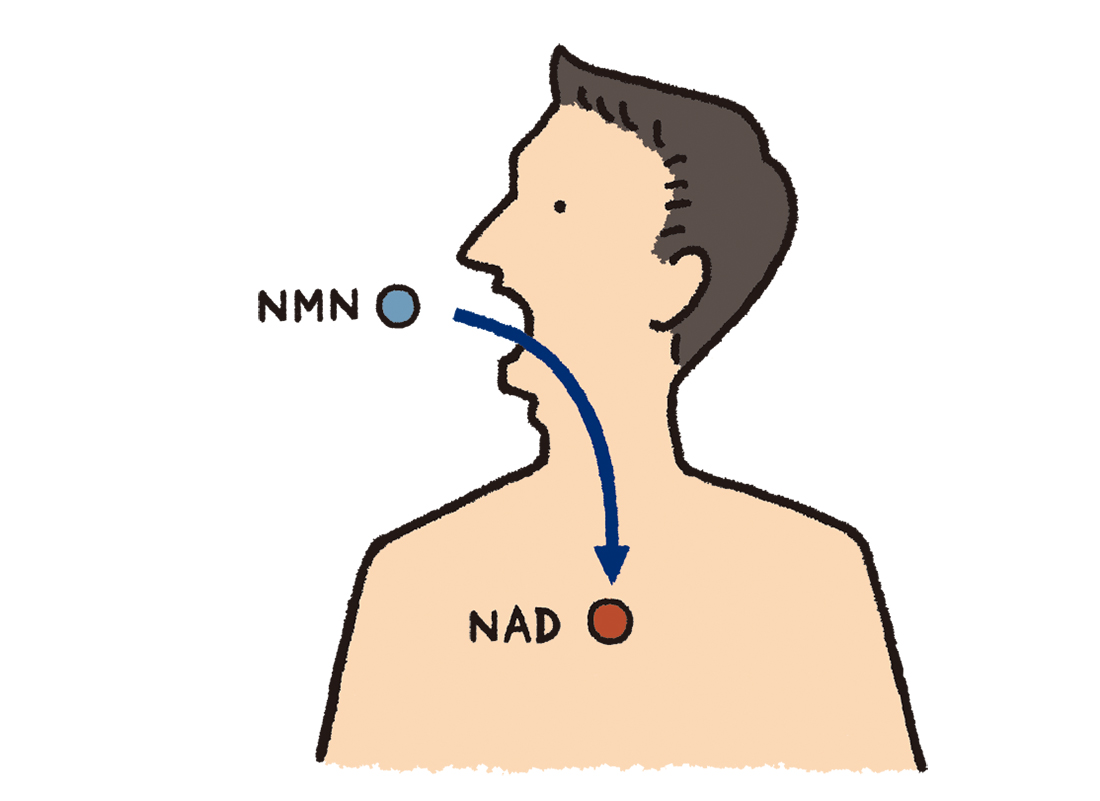 安価なサプリには危険性も!? 世界が注目する抗老化物質「NMN」､副作用