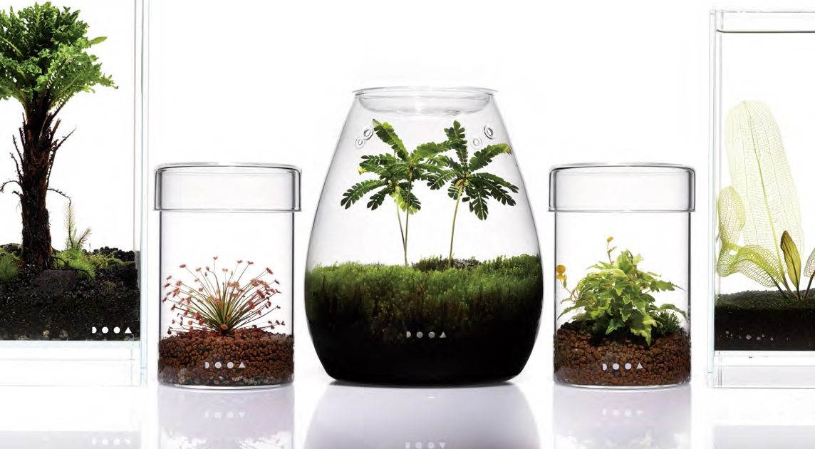 フルタドアsp.グリーンナロー 熱帯植物 アロイド　ジメジメ系植物 パルダリウム ガラスケース×LEDで植物栽培！ ｢パルダリウム｣ポップアップを