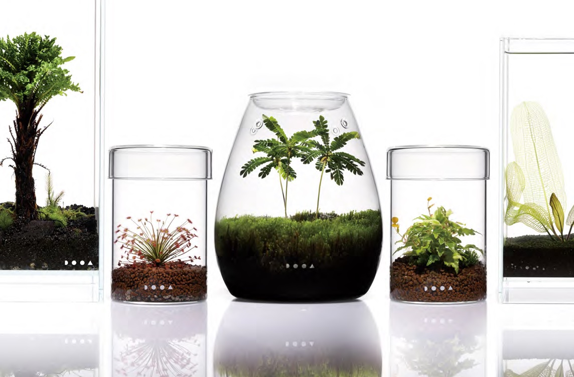 ガラスケース×LEDで植物栽培！ ｢パルダリウム｣ポップアップを期間限定