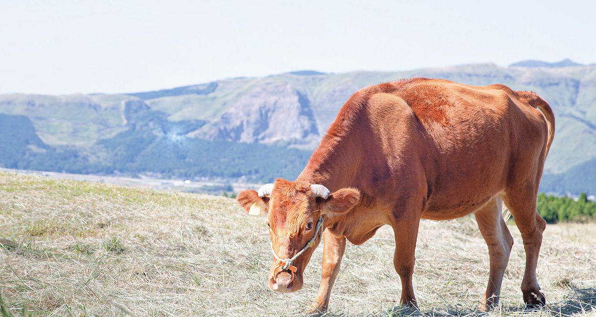 鵜殿産　葦　100本セット 白鷺 切付牛刀 AUS10 ニッケルダマスカス鋼 黒檀八角柄 8寸
