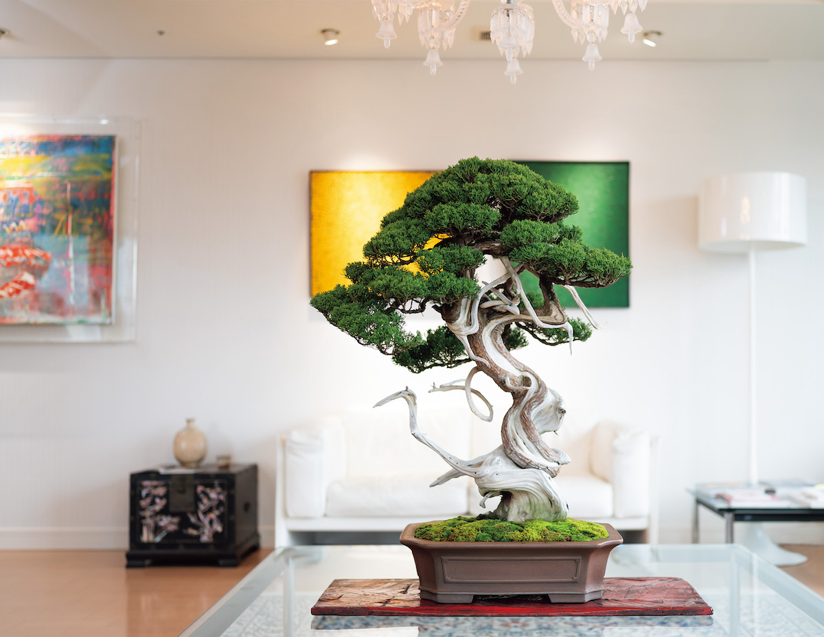 稀代のアートコレクター桶田俊二・聖子夫妻が語る盆栽の楽しみ方 | GOETHE
