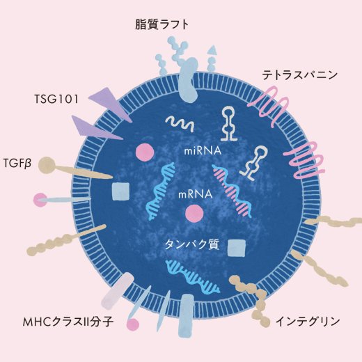 エクソソームとは