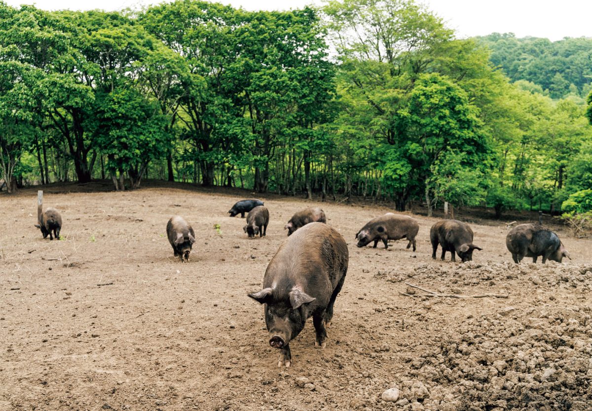 「ELEZO ESPRIT」の豚の飼育