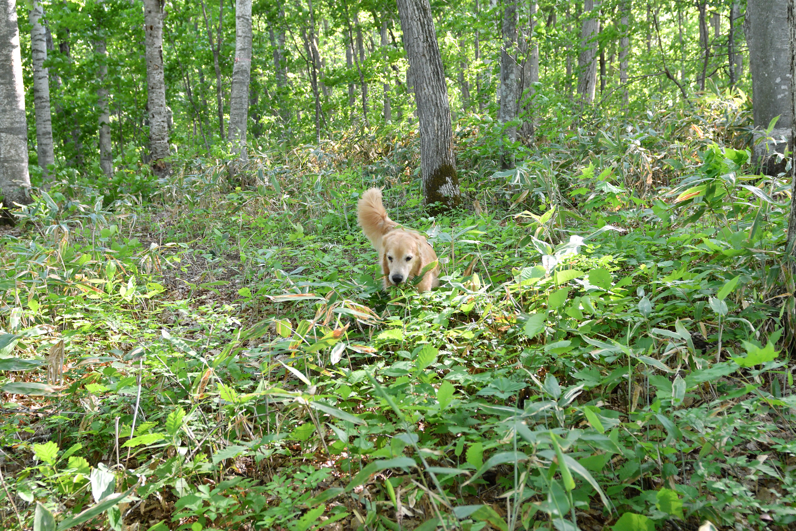 【大型配送SALE】鈴井貴之さん掲載4ページ #7987 1759875788-360x510.jpg