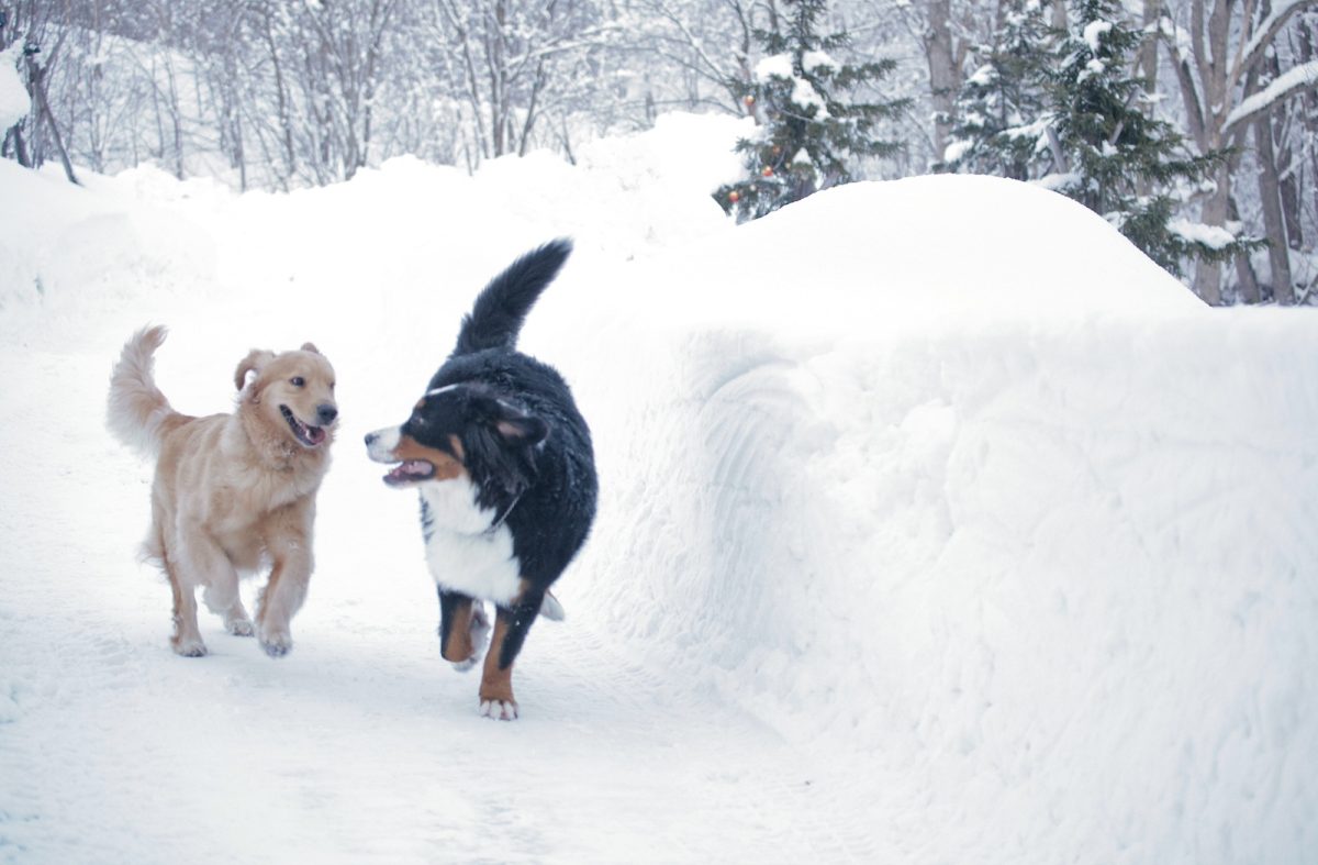 雪道を走る犬二匹