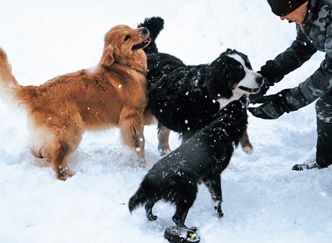雪の中ではしゃぐ犬たち