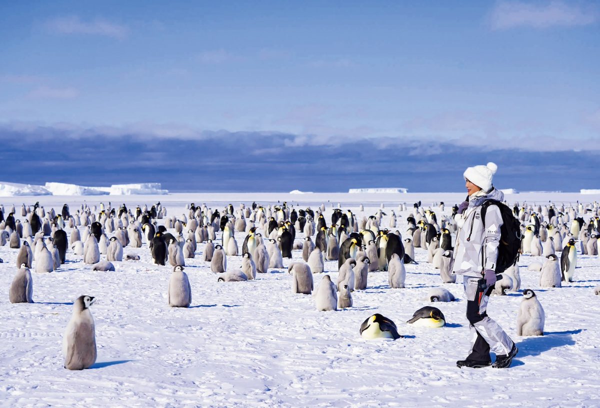 南極のペンギンと才津香果さん