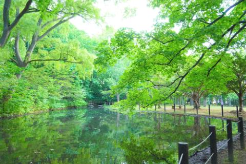 北海道札幌市の円山公園の画像。