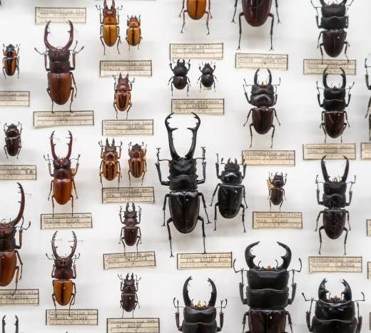 針に刺せない数ミリサイズの虫をどうやって標本に？ 人気昆虫学者が明かす、驚きの方法！