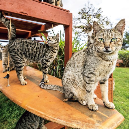 カメラ目線の猫