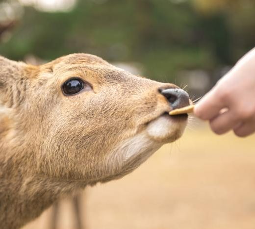 【納言・薄幸】料理上手なジェラードン海野さんが使っていた驚きの調理器具