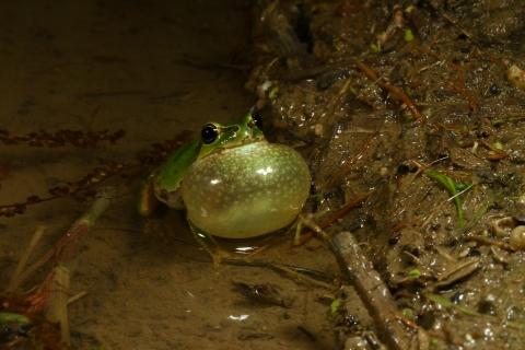 天才昆虫学者が編み出した、人の気配に敏感なカエルをだます驚きの方法