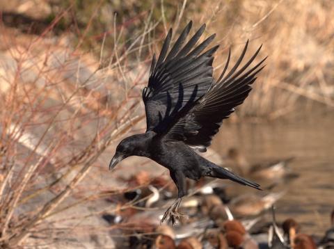 真冬の青森でカラスに襲われたい…昆虫学者の“帰省時の暇つぶし”は奇想天外だった