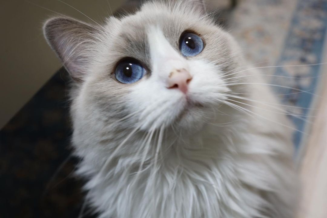 ティモンディ前田裕太さんが飼っている猫。「ノエル」