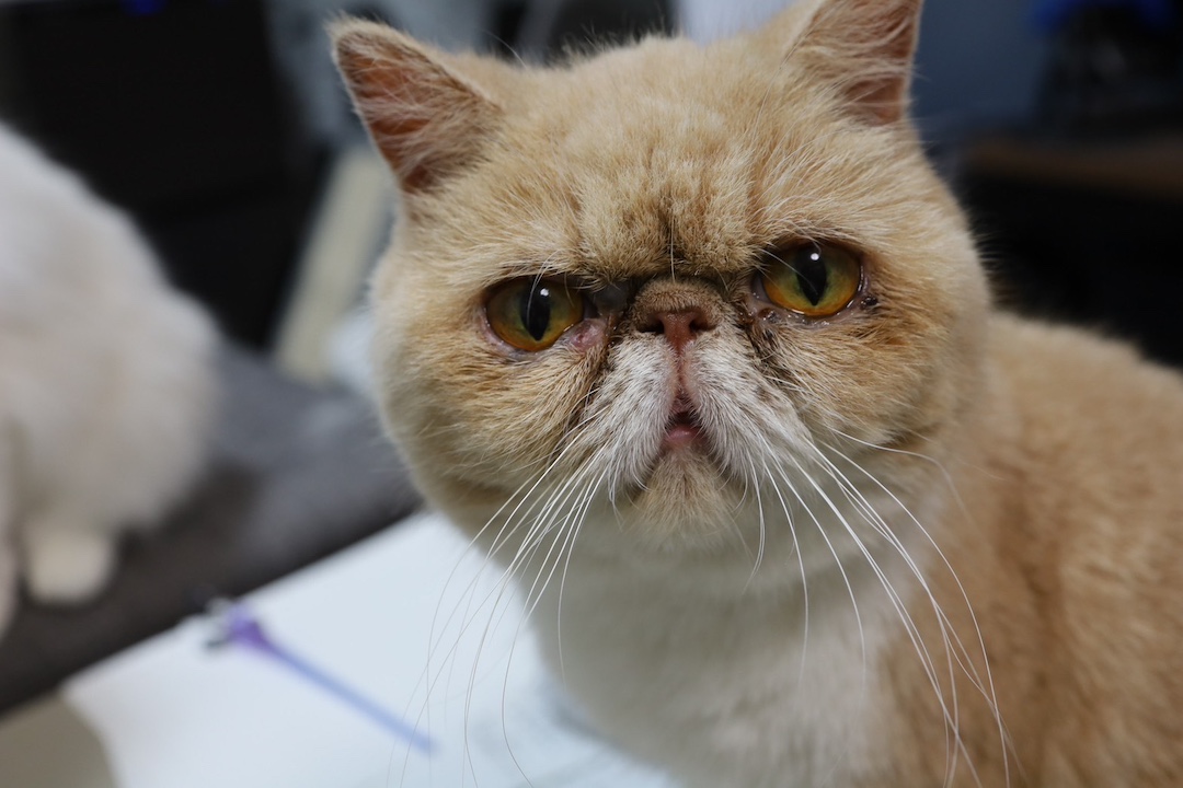 ティモンディ前田裕太さんが飼っていた保護猫。「むぅ」