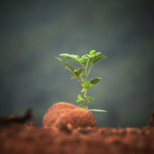 植物が生える