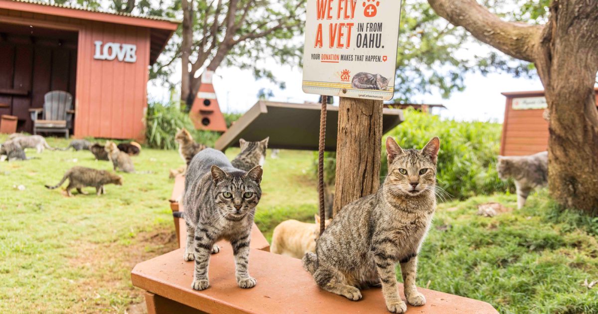 オアフ島から来た猫 オアフ島から来た猫 On Cat Island, a cat came to see me off