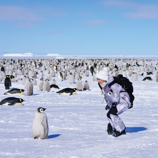 南極大陸で子ペンギンに遭遇