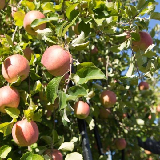 トマトが200円、だいこんが300円…「エネルギー大量消費」が招いた野菜の不作