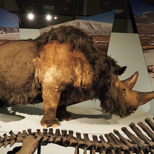 「氷河期展 〜人類が見た4万年前の世界〜」