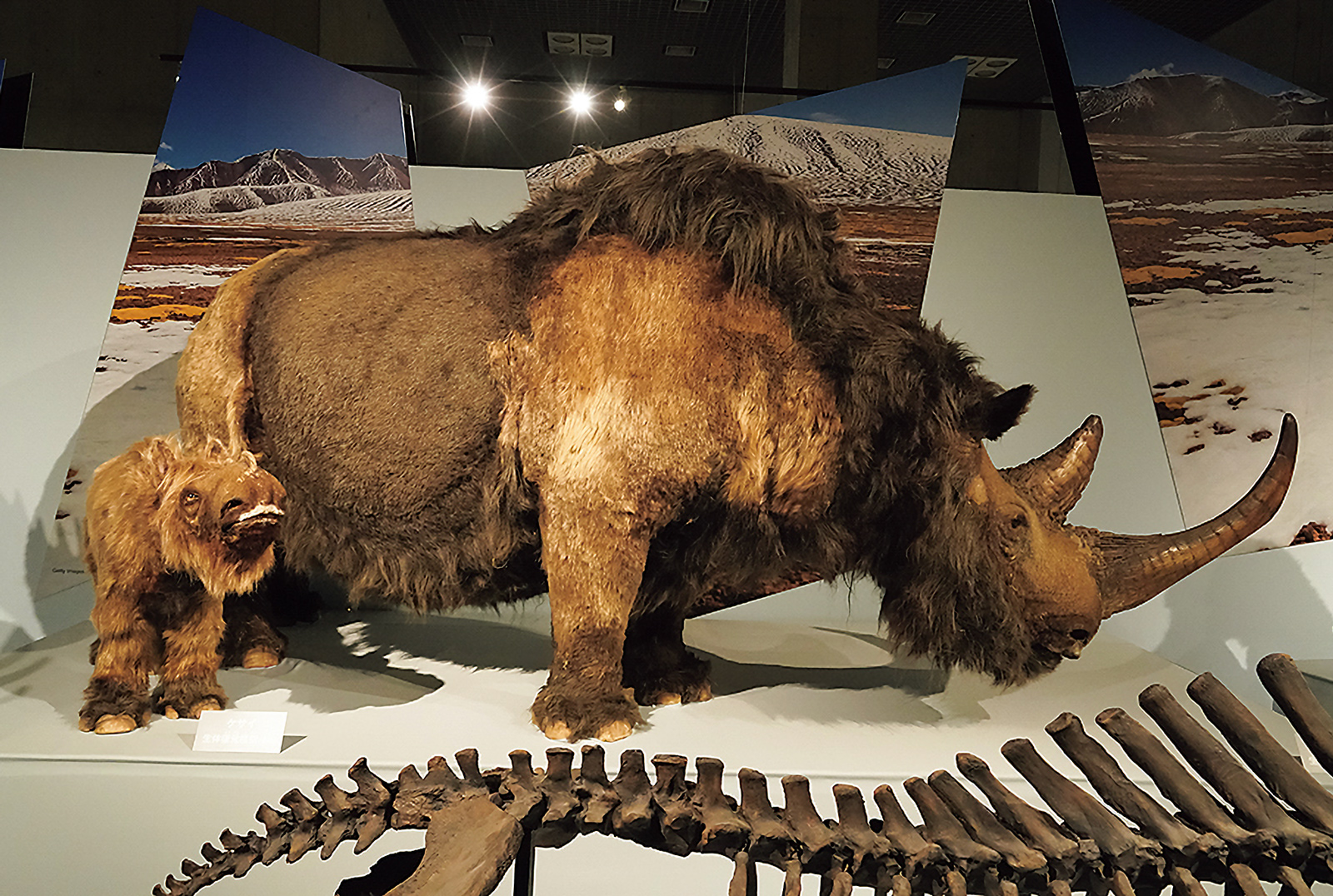 「氷河期展 〜人類が見た4万年前の世界〜」