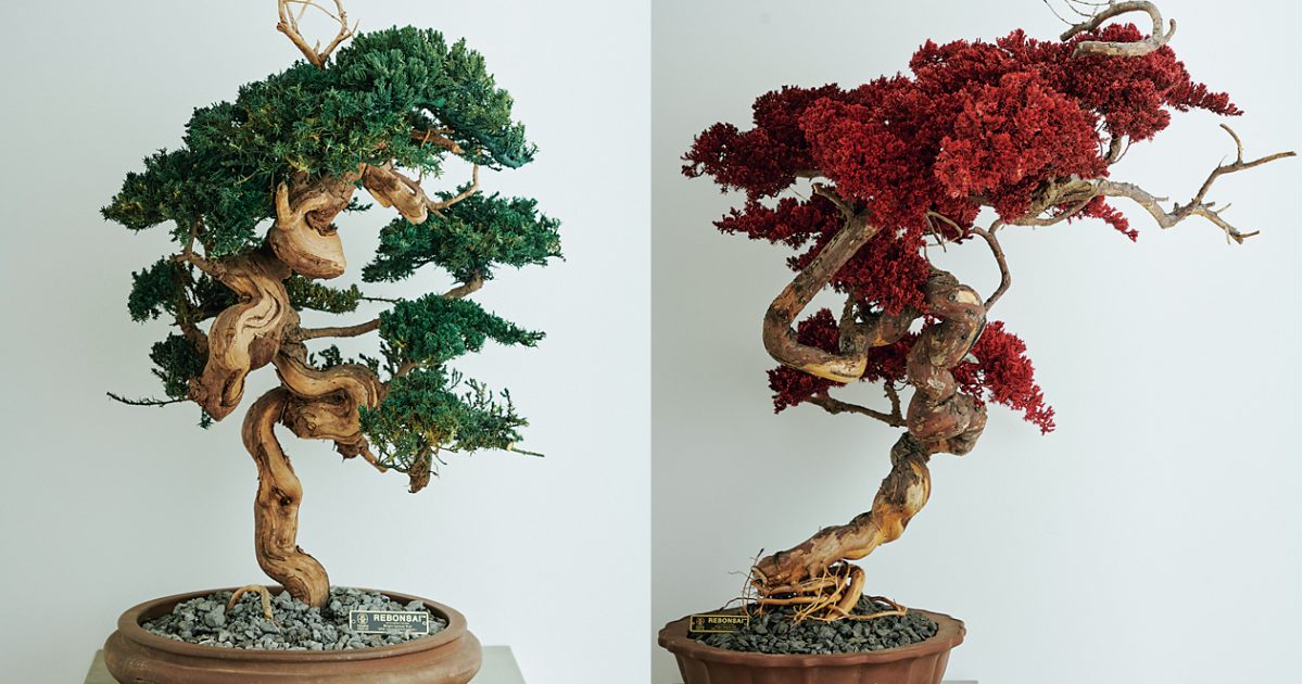 枯れた盆栽が生まれ変わる、画期的な“枯れない”盆栽アートが京都