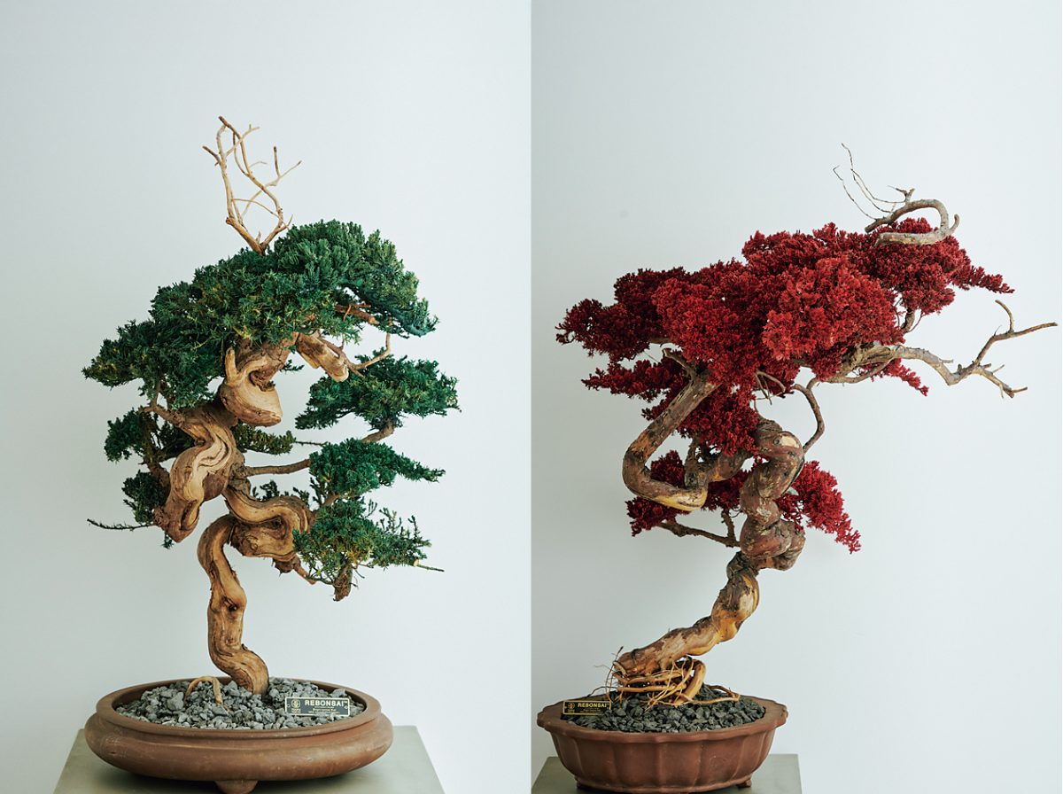 「RE BONSAI」の作品