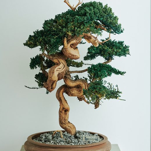 「RE BONSAI」の作品