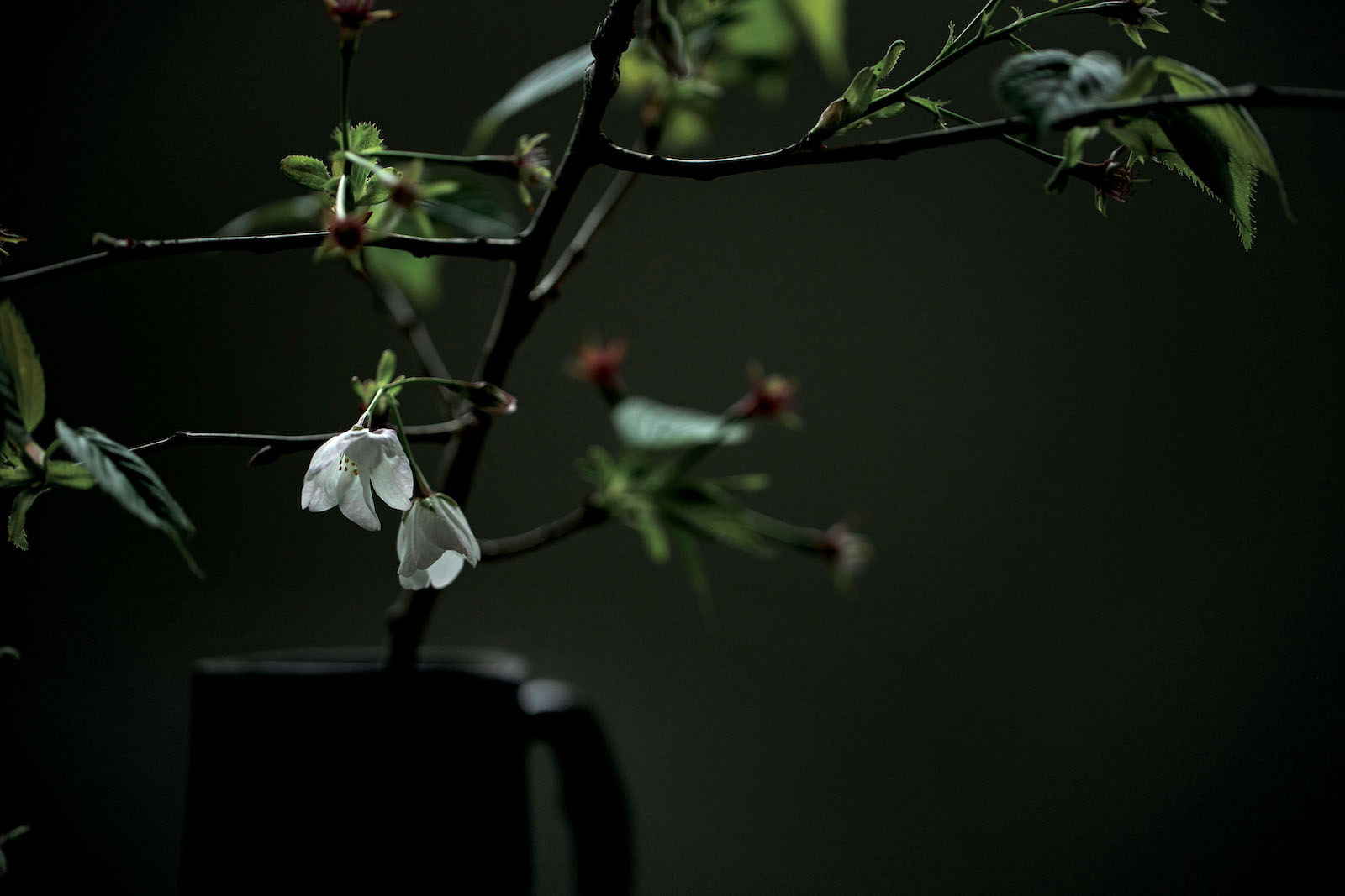 『折々の花』。この回は「山桜」と「都忘れ」を活けた。どういうストーリーからその花にたどり着くのかが見どころである。