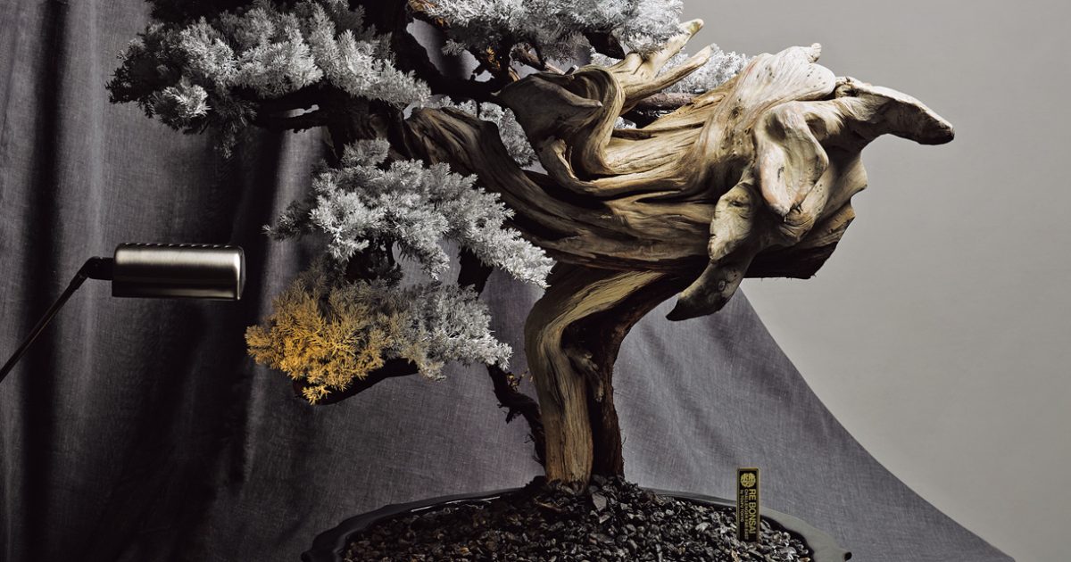 枯れた盆栽をアートへ昇華。世界を魅了する「RE BONSAI™」の魅力