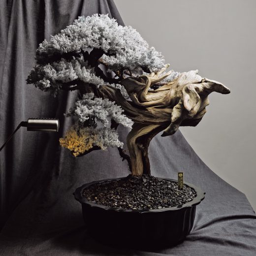 RE BONSAI™の盆栽