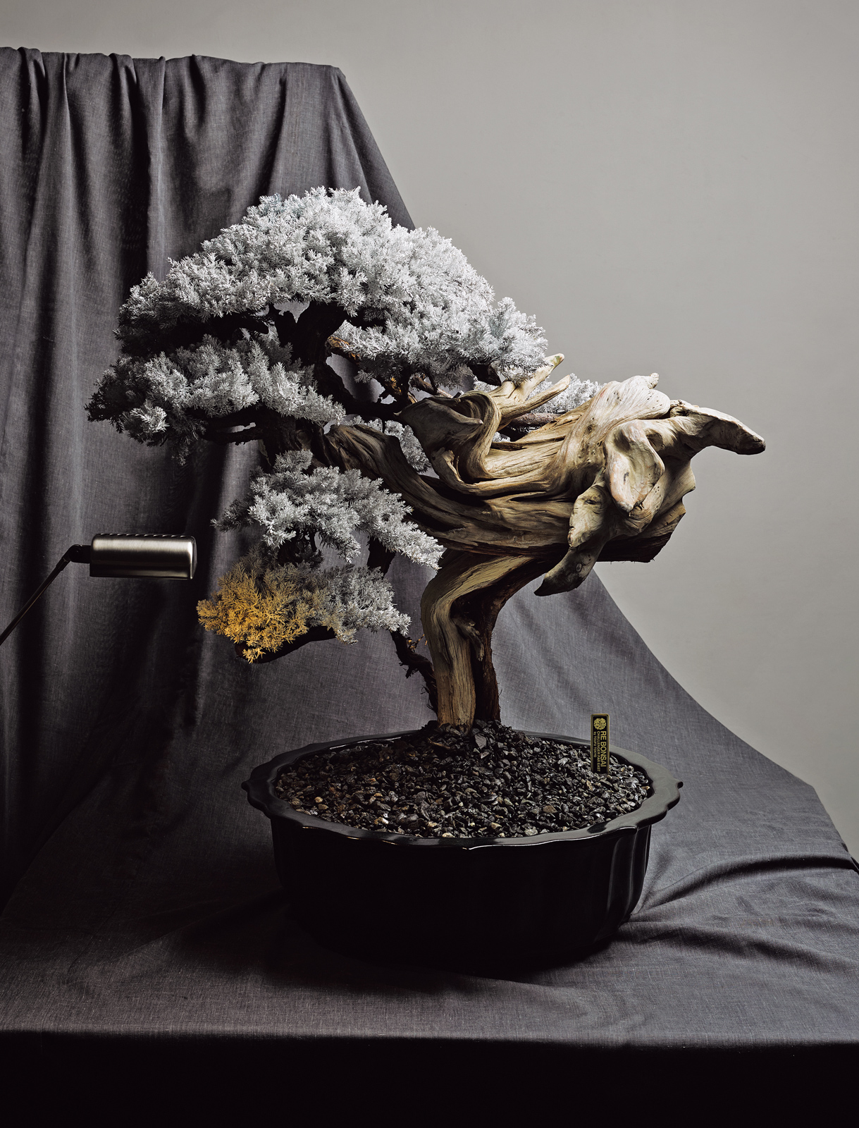 枯盆 枯れた盆栽をアートへ昇華。世界を魅了する「RE BONSAI™」の魅力