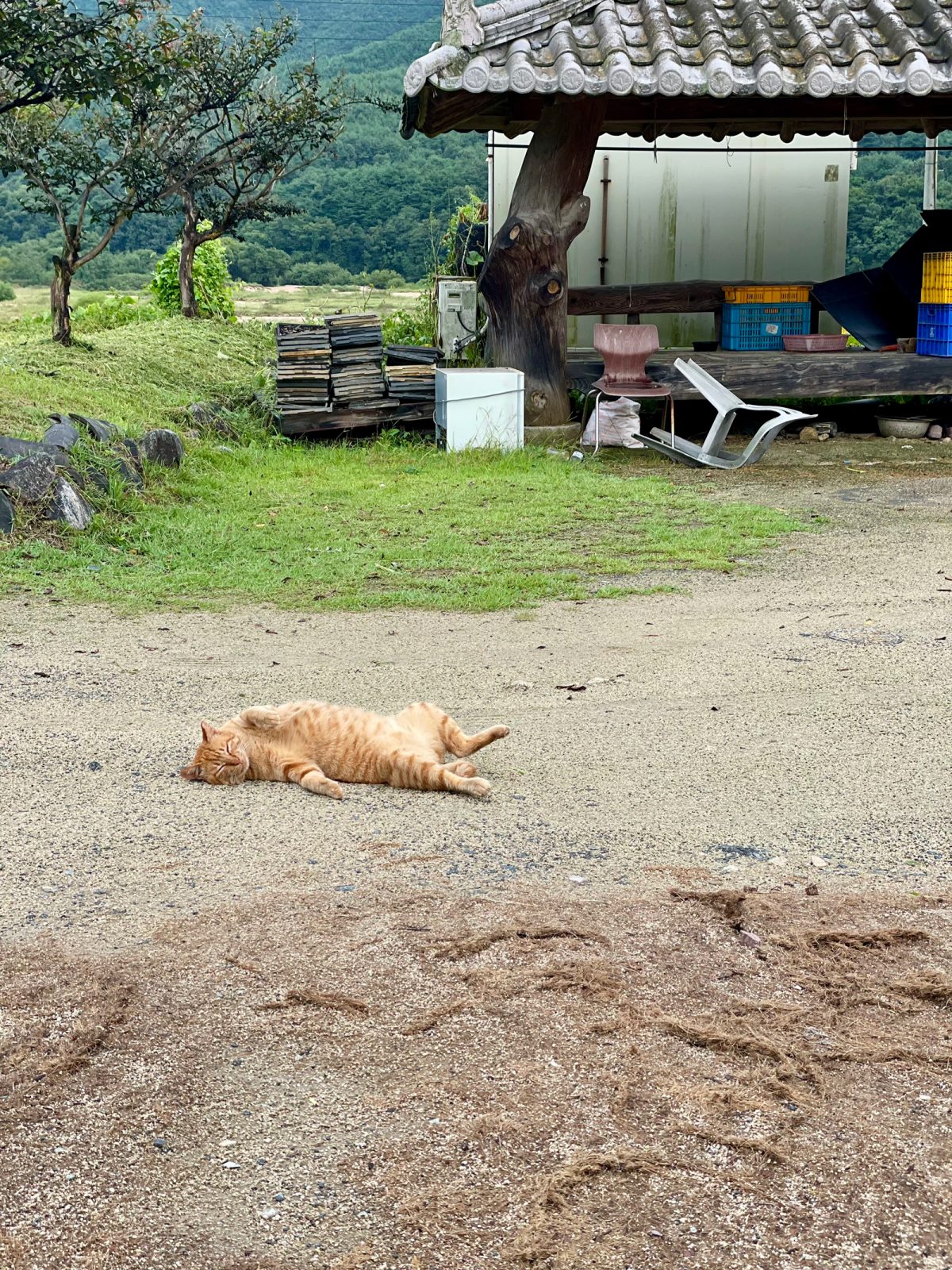 河回(ハフェ)村の猫