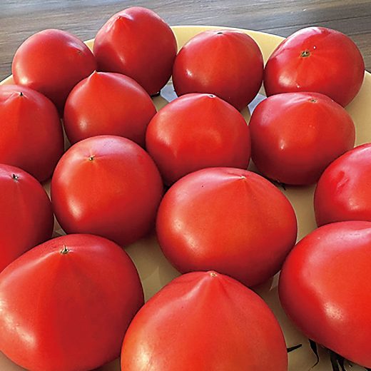 千葉県柏市の『ファッショントマトハウス深野』