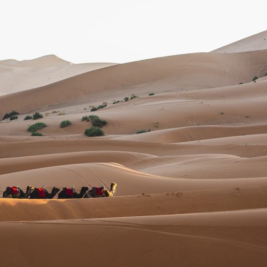 ラクダに乗ってメルズーガ砂丘をトレッキング。