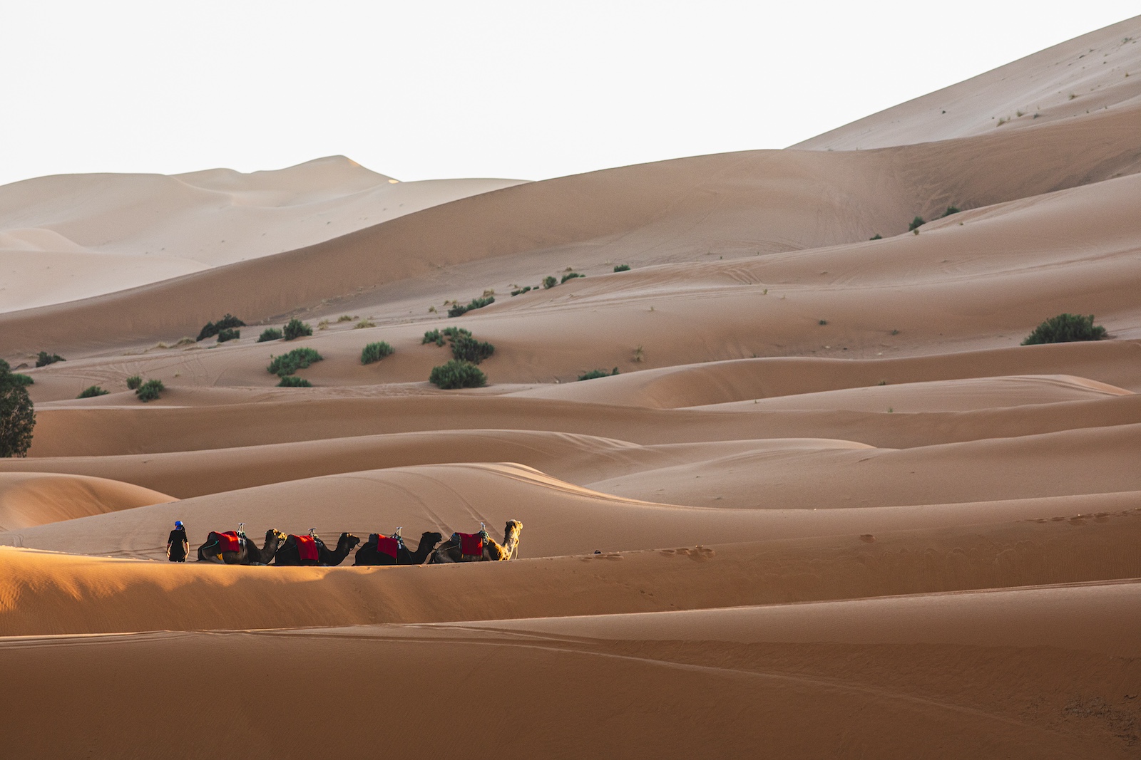 贅沢なモロッコ旅へ。ラクダに揺られて砂漠キャンプ、気球で日の出を