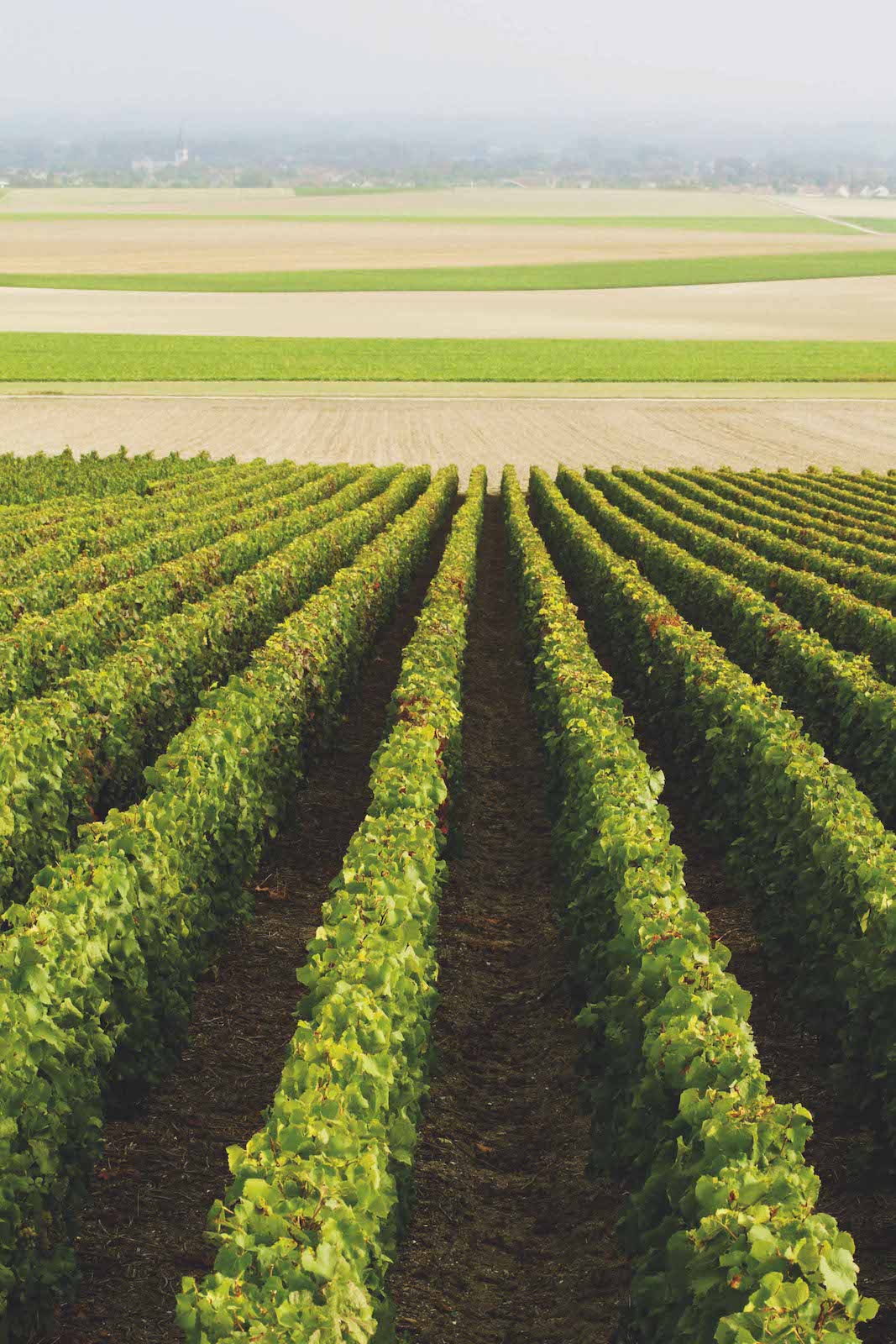 ローラン・ペリエの畑