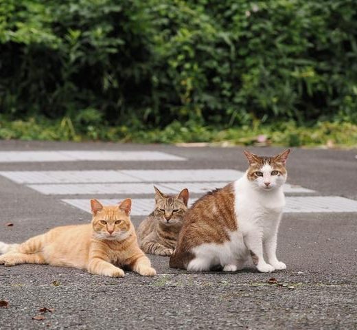 猫における「生まれてこないほうが良い」を実践する活動が猫を幸せにする