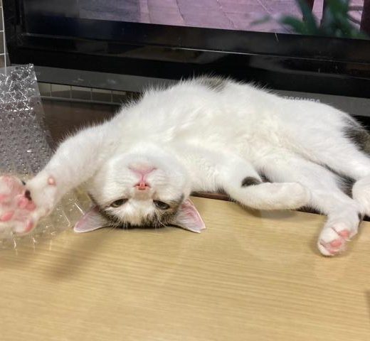「猫がいるから、この世界は少しましになる」人生を続ける理由としての猫