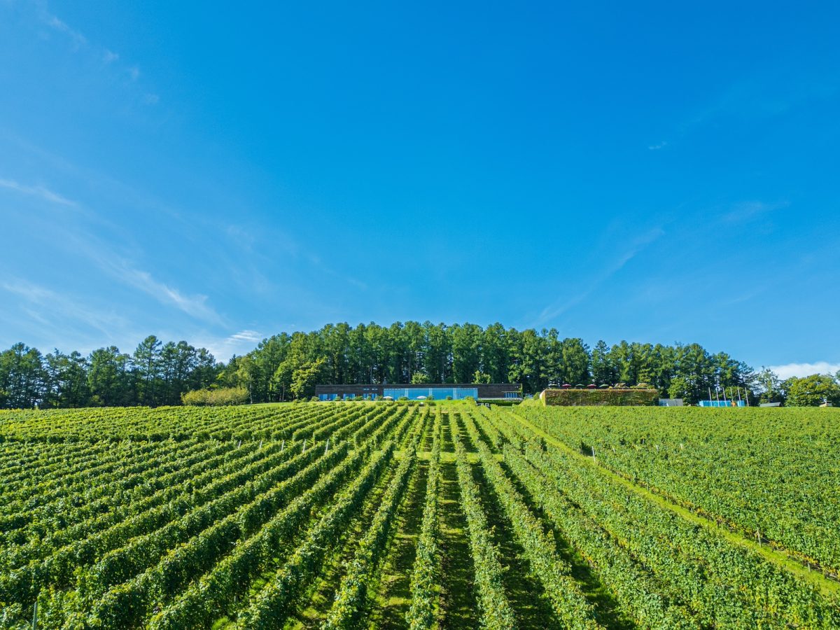 「NIKI Hills Winery」