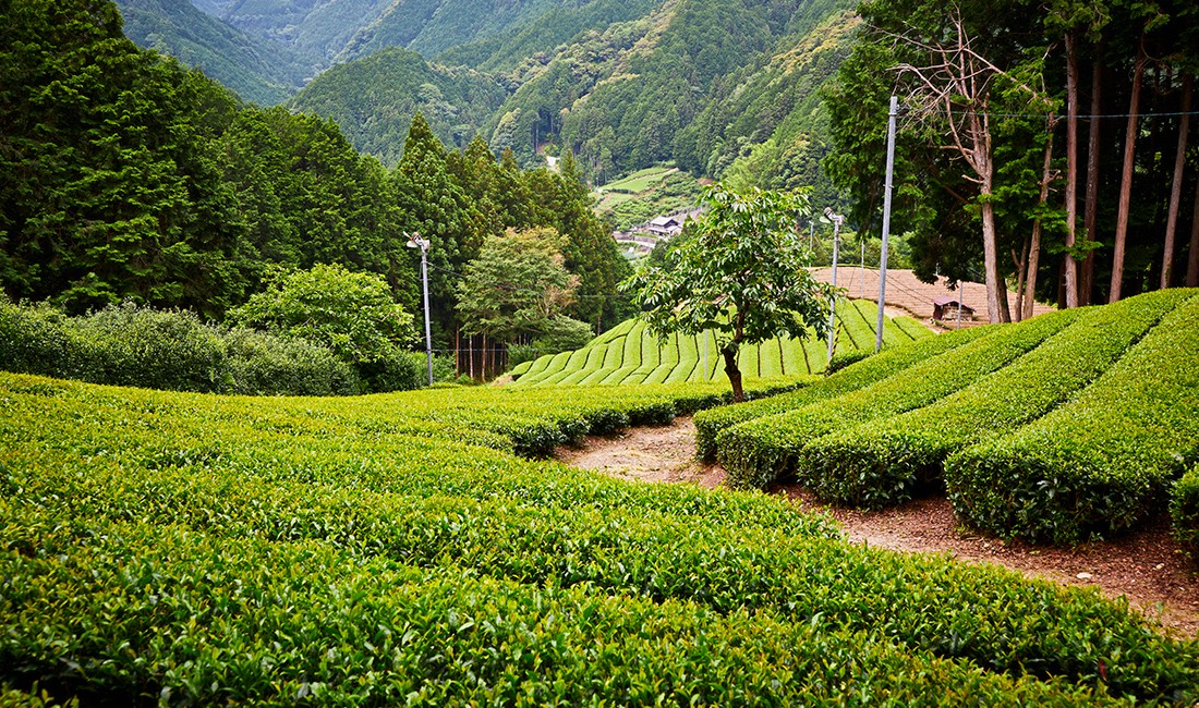 中田英寿 に ほ ん も の外伝 家族経営で 玉川紅茶 を生産する 志田島園 静岡編 仕事が楽しければ人生も愉しい Goethe 男性ライフスタイル誌