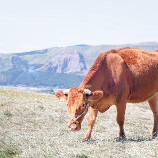 鹿児島のあか牛